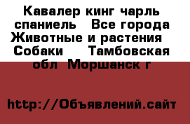 Кавалер кинг чарль спаниель - Все города Животные и растения » Собаки   . Тамбовская обл.,Моршанск г.